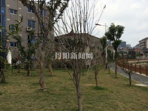 分洪道枯枝
