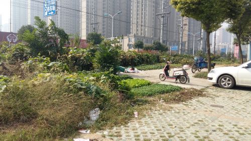 绿地杂草丛生无人管理