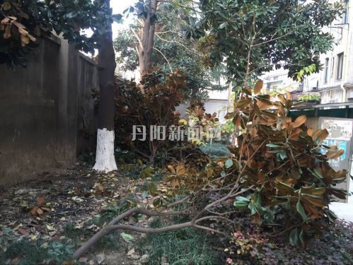 砍树1