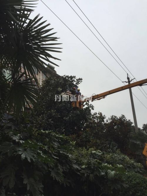 云阳小区清理树枝