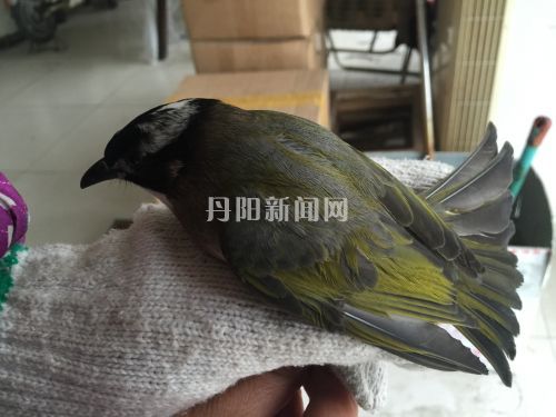 白头翁