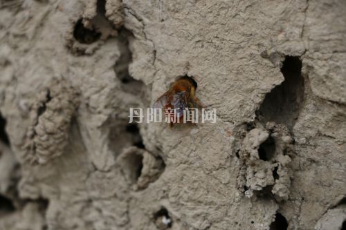 蜂窝