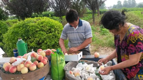 范国宪在挑选品质好的桃子装盒