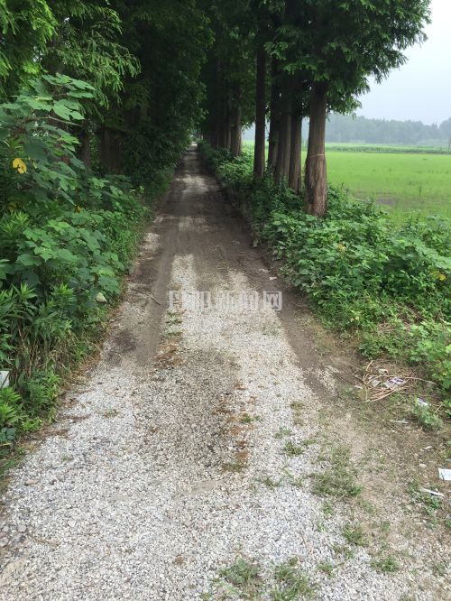 红江村至滨江村近500米的村路，现已铺好。