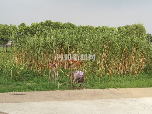高金妹习惯在门口的小荒地里种些蔬菜，而这块地几乎成了她饭桌上吃的主要来源