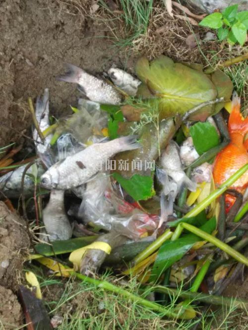 从河里捞出的死鱼已散发臭味
