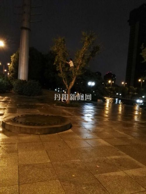 上树摘果