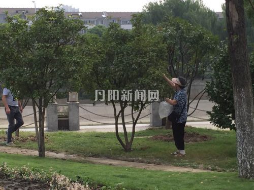 摘桂花
