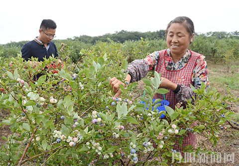 司徒镇万新农庄栽培的300亩蓝莓进入盛采期