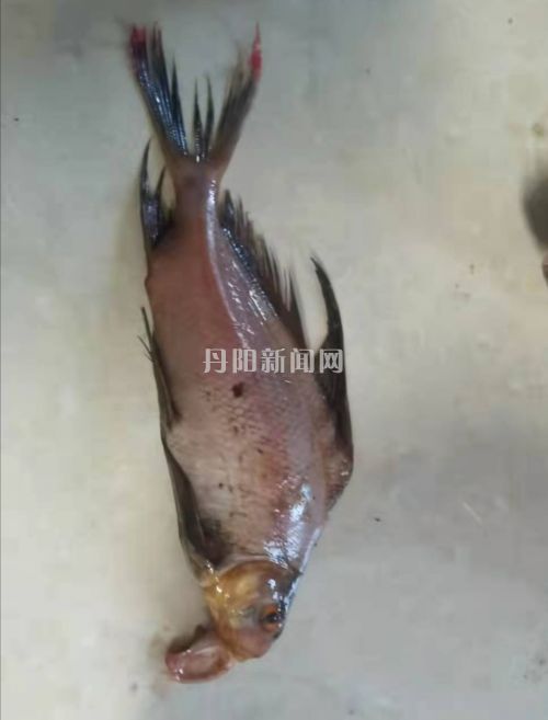 当场抓获！两男子长江非法捕捞胭脂鱼被刑拘素材0