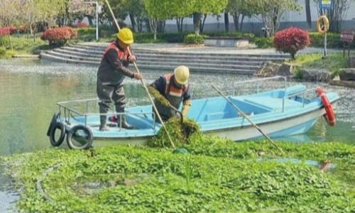 市城管局洁正河道公司清整、移植浮岛植物