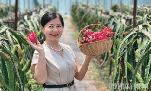 “智慧农业”结硕果 地产火龙果“红”出圈