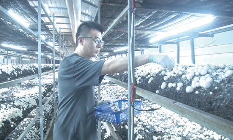 科技助力小菌菇产业提质增效