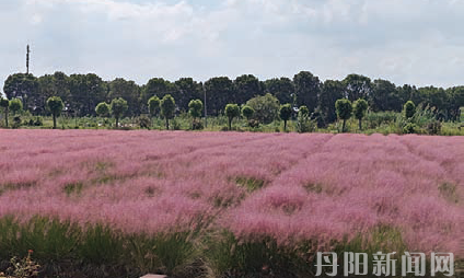 粉黛花海“圈粉”，邂逅浪漫莫“伤”景