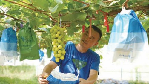 绿色生态种植，让这里的葡萄走俏市场