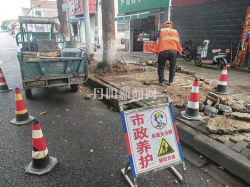 树根“拱”起隐患消除 市民点赞修复速度