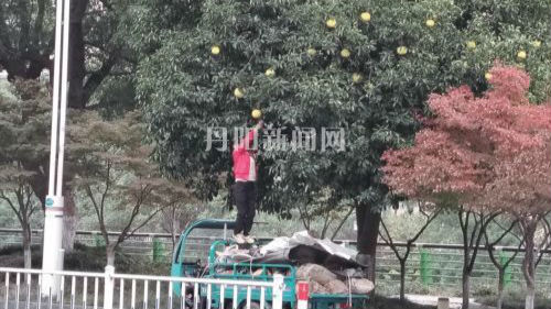 香草路“柚子”实为香橼