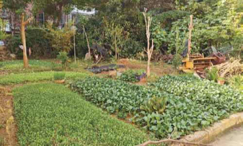 管理缺失，小区绿地变菜地