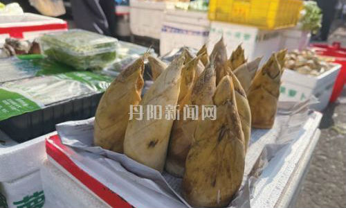 冬笋新鲜上市 30元/斤成“餐桌新宠”