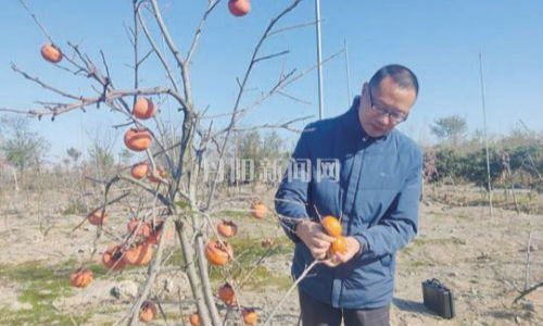 柿子迎丰收 游客尽享采摘乐趣
