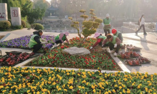 冬季草花更换启动 耐寒花卉扮靓街头