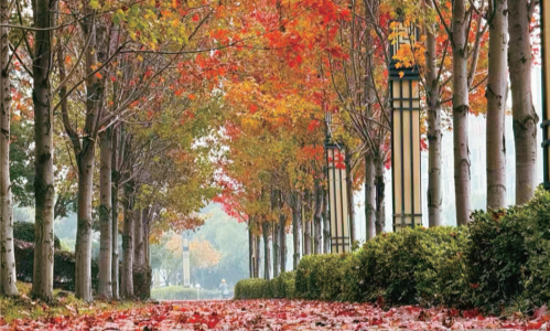 凤凰山遗址公园“落叶缓扫”留秋色