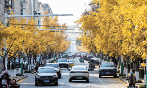 银杏金黄美如画