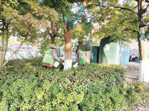 城市路旁绿植 陆续穿上“冬装”