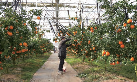 “红美人”甜蜜上市