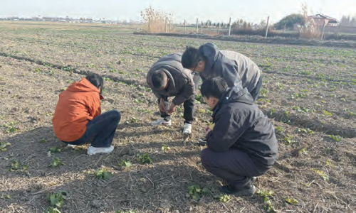 小麦冬管要抓好“控旺促弱转壮”