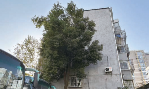 树木“野蛮”生长，为啥修剪不了？