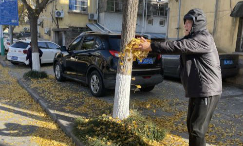 从扫干净到留风景，“落叶缓扫”留住限定浪漫