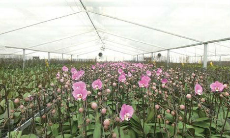 10万株蝴蝶兰备战年宵花市场