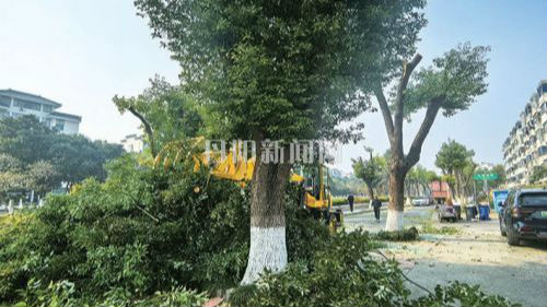 大树遮光居民愁 园林部门修剪解民忧