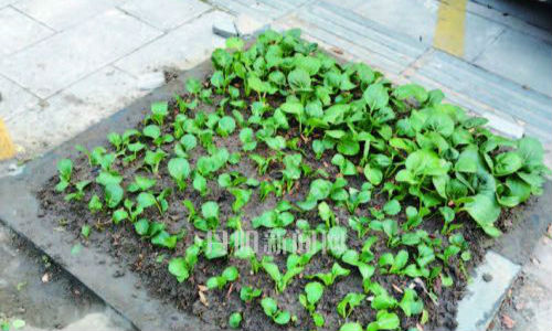 行道树树坑竟开发成“袖珍菜园”