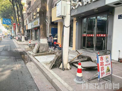 树根拱起地砖 行人通行不便