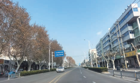 西环路梧桐树高低不一引居民困扰