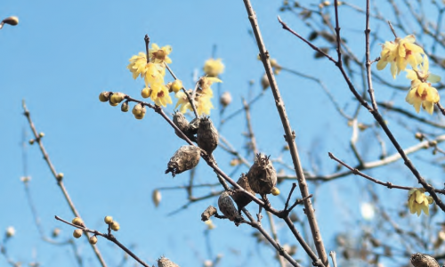 暗香浮动醉冬日 蜡梅花开引客来