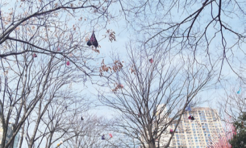 跨年祈福气球“滞留”行道树上亟待清理