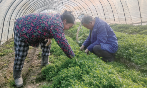 冬闲田变“增收地” 保障春节“菜篮子”