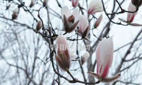 小城玉兰盛放 解锁初春最美景致