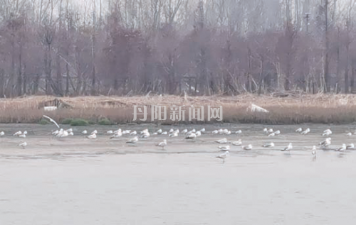 万只飞鸟停歇丹北江滩场面壮观