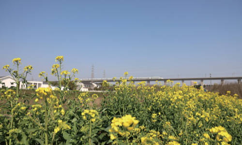 油菜花开烂漫 列车驶向春天
