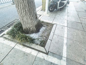 行道树树根被倒冰块引关注 部门介入提醒商家规范处置