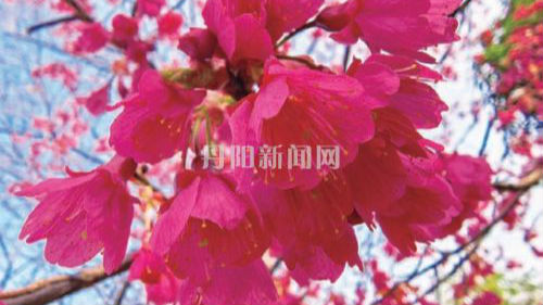 “红铃铛”闹枝头 寒绯樱绽放成春日亮色