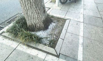 行道树树根被倒冰块引关注 部门介入提醒商家规范处置