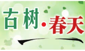 在春天里离去的古侧柏