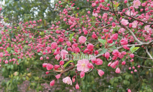 垂丝海棠绽放 “粉色花廊”解锁春日浪漫