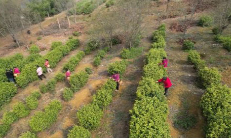 本地春茶抢“鲜”开采