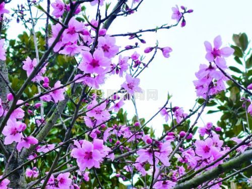 春风送暖 桃花绽放